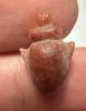 Picture of ANCIENT EGYPT. NEW KINGDOM STONE HEART AMULET. 1400 - 1200  B.C