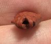 Picture of Ancient Egypt. Beautiful Red Jasper Stone fish Amulet. late period. 600 - 300 B.C