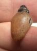 Picture of Ancient Egypt. CARNELIAN STONE HEART AMULET. 600 - 300 B.C