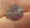 Picture of   Ancient Egypt. Beautiful Amethyst Stone fish Amulet. late period. 600 - 300 B.C