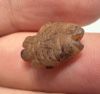 Picture of Ancient Egypt. Beautiful Carnelian Stone fish Amulet. late period. 600 - 300 B.C