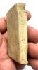 Picture of  Ancient Egypt. STONE FERTILITY PLAQUE. 600 - 300 B.C