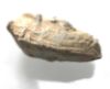 Picture of ANCIENT HELLENISTIC LEAD SLING SHOT. 300 - 100 B.C. JORDAN