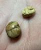 Picture of   Ancient Egypt. NEW KINGDOM. 1400 - 1200 B.C .  LOT OF TWO STONE SCARABS