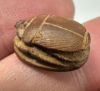 Picture of  Ancient Egypt.  LATE PERIOD. 600 - 100 B.C.  STONE SCARAB