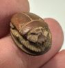 Picture of  Ancient Egypt.  LATE PERIOD. 600 - 100 B.C.  STONE SCARAB