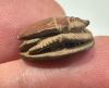 Picture of  Ancient Egypt.  LATE PERIOD. 600 - 100 B.C.  STONE SCARAB