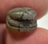 Picture of Ancient Egypt.  LATE PERIOD. 600 - 100 B.C. STONE SCARAB