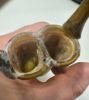 Picture of   Ancient ROMAN GLASS VESSEL. 300 - 400 A.D