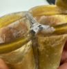 Picture of   Ancient ROMAN GLASS VESSEL. 300 - 400 A.D