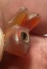 Picture of ANCIENT EGYPT -  BEAUTIFUL  CARNELIAN AMULET OF A HARE . LATE PERIOD. 300 - 100 B.C