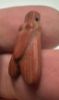 Picture of ANCIENT EGYPT -  BEAUTIFUL RED JASPER STONE FLY AMULET. LATE PERIOD. 300 - 100 B.C
