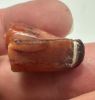 Picture of ANCIENT EGYPT -  BEAUTIFUL  CARNELIAN FALCON (HORUS) AMULET . LATE PERIOD. 300 - 100 B.C