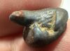Picture of ANCIENT EGYPT -  BEAUTIFUL  FROG SHAPED FAIENCE SCARABOID . LATE PERIOD. 300 - 100 B.C