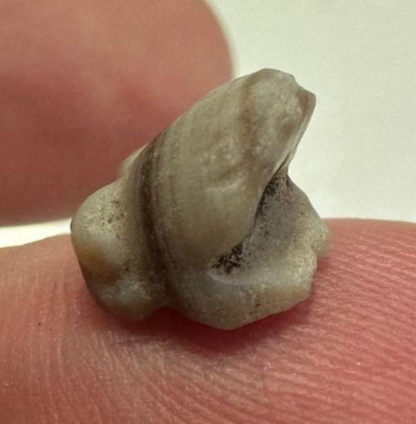 Picture of ANCIENT EGYPT -  BEAUTIFUL  AGATE FROG AMULET . LATE PERIOD. 300 - 100 B.C