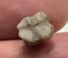 Picture of ANCIENT EGYPT -  BEAUTIFUL  AGATE FROG AMULET . LATE PERIOD. 300 - 100 B.C