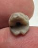 Picture of ANCIENT EGYPT -  BEAUTIFUL  AGATE FROG AMULET . LATE PERIOD. 300 - 100 B.C
