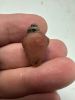 Picture of   Ancient Egypt. CARNELIAN STONE HEART AMULET. 600 - 300 B.C