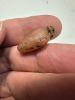 Picture of   Ancient Egypt. CARNELIAN STONE HEART AMULET. 600 - 300 B.C