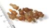 Picture of Ancient Egypt. LOT OF 10 CARNELIAN STONE POPPY SEED AMULETS. 600 - 300 B.C