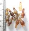 Picture of   Ancient Egypt. LOT OF 10 CARNELIAN STONE POPPY SEED AMULETS. 600 - 300 B.C