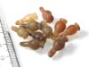 Picture of   Ancient Egypt. LOT OF 10 CARNELIAN STONE POPPY SEED AMULETS. 600 - 300 B.C
