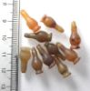 Picture of  Ancient Egypt. LOT OF 10 CARNELIAN STONE POPPY SEED AMULETS. 600 - 300 B.C