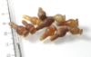 Picture of   Ancient Egypt. LOT OF 10 CARNELIAN STONE POPPY SEED AMULETS. 600 - 300 B.C