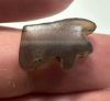 Picture of   Ancient Egypt.   Stone Eye of Horus Amulet  . 600 - 300 B.C