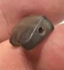 Picture of   Ancient Egypt.   Stone Eye of Horus Amulet  . 600 - 300 B.C