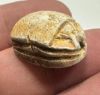 Picture of  Ancient Egypt. Stone Scarab Second Intermediate Period . 1700 - 1500  B.C