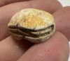Picture of  Ancient Egypt. Stone Scarab Second Intermediate Period . 1700 - 1500  B.C