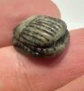 Picture of   Ancient Egypt. Green Stone Scarab. New Kingdom .14th B.C