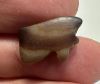 Picture of   Ancient Egypt.   Banded Agate Stone Eye of Horus Amulet  . 600 - 300 B.C