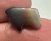Picture of Ancient Egypt.   Banded Agate Stone Eye of Horus Amulet  . 600 - 300 B.C