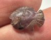 Picture of   Ancient Egypt. Beautiful Amethyst Stone fish Amulet. late period. 600 - 300 B.C