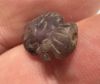 Picture of   Ancient Egypt. Beautiful Amethyst Stone fish Amulet. late period. 600 - 300 B.C