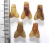 Picture of   Ancient Egypt. LOT OF 5  CARNELIAN STONE FLY AMULETS. 600 - 300 B.C