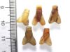 Picture of   Ancient Egypt. LOT OF 5  CARNELIAN STONE FLY AMULETS. 600 - 300 B.C