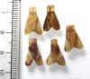 Picture of Ancient Egypt. LOT OF 5  CARNELIAN STONE FLY AMULETS. 600 - 300 B.C